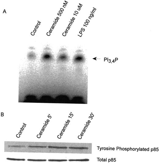 FIGURE 4. Exposure of alveolar macrophages to ceramide activates PI 3-kinase. Alveolar macrophages were treated with ceramide (500 nM or 10 μM) or LPS (100 ng/ml) for 10 min. A, Whole cell protein was obtained and PI 3-kinase was immunoprecipitated from 400 μg of the lysates using an Ab specific for the p85 regulatory unit. Kinase activity was determined by evaluating phosphorylation of PI4P by the immunoprecipitated PI 3-kinase. The resulting PI3,4P was separated in a TLC system and an autoradiogram was obtained. B, Whole cell protein was obtained from ceramide-treated alveolar macrophages. PI 3-kinase was immunoprecipitated from 400 μg of the lysates using an Ab specific for the p85 regulatory unit. Western blot analysis was performed and the blot was stained with an Ab specific for phosphorylated tyrosines. Equal loading is demonstrated by staining the blot for total p85.