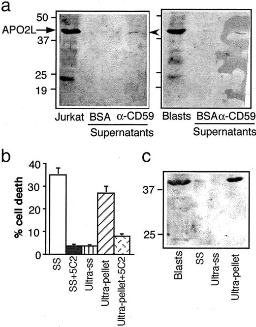 FIGURE 1. APO2L/TRAIL is released associated with a particulate fraction from CD59-triggered human T cells. a, Anti-APO2L/TRAIL immunoblot of 2 × 106 cells or of supernatants from 2 × 107 cells stimulated with immobilized anti-CD59 mAb VJ1/12.2 or placed on BSA-coated wells, as indicated, for 3 h. Results are representative of 10 experiments. Left, Jurkat cells and supernatants; right, 7-day human T cell blasts and supernatants. b, Six milliliters supernatants from 2 × 108 normal human T cell blasts stimulated with immobilized anti-CD59 mAb for 3 h were subjected to ultracentrifugation at 100,000 × g for 8 h. Ultracentrifugation supernatants were recovered (Ultra-ss), and the pellet was resuspended in 6 ml RPMI 1640 (Ultra-pellet). The toxicity of the initial supernatant, of the ultracentrifugation supernatant and of the ultracentrifugation pellet was assayed on nonactivated Jurkat cells in the presence or absence of the anti-APO2L/TRAIL-blocking mAb 5C2, as indicated. Cell death was determined by trypan blue staining, and the results shown correspond to the same supernatants analyzed by immunoblot. Similar results were obtained using the MTT reduction method or staining with annexin V-FITC. c, anti-APO2L/TRAIL immunoblot of 2 × 106 cells (Blasts) or of the same supernatant as in b before ultracentrifugation (SS), and of the supernatant (Ultra-ss) or of the pellet resuspended in 1.5 ml medium (Ultra-pellet) after their ultracentrifugation. Left, Position of the molecular mass markers. Arrowheads on the right of the gels show the position of APO2L/TRAIL. Values are representative of three experiments.