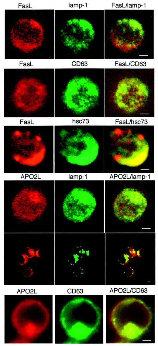 FIGURE 3. Intracellular localization of FasL and APO2L/TRAIL in Jurkat T cells. FasL was located by using the N20 rabbit Ab (lot D159) and Cy3-conjugated anti-rabbit Ab, and APO2L/TRAIL was located using the 5C2 mouse mAb and Cy3 or Texas Red-conjugated anti-mouse Ab (red fluorescence, left). Lamp-1 was located using mouse or rabbit Abs and FITC-conjugated anti-mouse or anti-rabbit Abs, respectively; CD63 was located using the H5C6 mouse mAb or rabbit Abs and FITC-conjugated anti-mouse or anti-rabbit Abs, respectively; hsc73 was located using the 1B5 rat mAb and FITC-conjugated anti-rat Ab (green fluorescence, middle). FasL or APO2L/TRAIL staining images were superimposed with lamp-1-, CD63- or hsc-73-staining ones, as indicated, to show overlapping signals as yellow fluorescence (right). Bar, 2 μm.