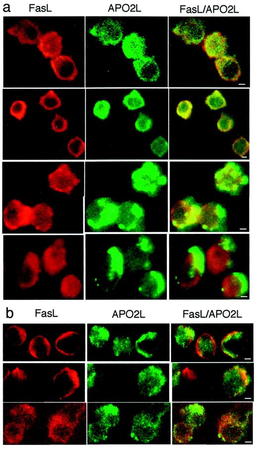 FIGURE 4. Intracellular localization of FasL and APO2L/TRAIL in control or activated human T cells. FasL was located using the N20 rabbit Ab (lot D159) and Cy3-conjugated anti-rabbit Ab (red fluorescence, left), and APO2L/TRAIL was located by using the 5C2 mouse mAb and FITC-conjugated anti-mouse Ab (green fluorescence, middle). FasL and APO2L/TRAIL staining images were superimposed, as indicated, to show overlapping signals as yellow fluorescence (right). a, Upper panels, control Jurkat cells; upper middle panels, Jurkat cells stimulated with 50 μg/ml PHA for 5 min; lower middle and lower panels, Jurkat cells stimulated with immobilized anti-CD59 mAb for 15 min. b, Upper panels, control T cell blasts; middle panels, T cell blasts stimulated with 50 μg/ml PHA for 5 min; lower panels, T cell blasts stimulated with immobilized anti-CD59 mAb for 15 min. Bar, 2 μm.