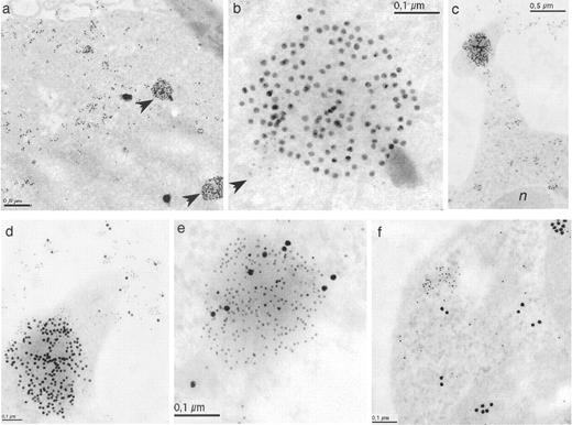 FIGURE 5. Ultrastructural localization of FasL and APO2L/TRAIL in human T cells (Lowicryl inclusion). FasL was located using the N20 rabbit Ab (lot D159) and anti-rabbit Ab conjugated with colloidal gold particles 15 nm in diameter, whereas APO2L/TRAIL was located using the 5C2 mouse mAb and anti-mouse Ab conjugated with colloidal gold particles 5 nm in diameter. a, Jurkat control cells. Arrows mark FasL labeling accumulation in round intracytoplasmic structures; b, Jurkat control cells. Arrow marks exclusive APO2L/TRAIL labeling accumulation; c and d, human T cell blasts activated with 50 μg/ml PHA for 5 min. n, nucleus; e and f, Jurkat cells stimulated with immobilized anti-CD59 mAb for 15 min.