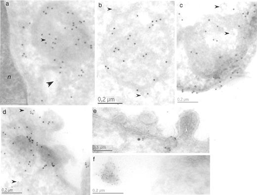 FIGURE 6. Ultrastructural localization of FasL and APO2L/TRAIL in human T cells (ultracryomicrotomy). FasL (15-nm dots) and APO2L/TRAIL (5-nm dots) were located as indicated in Fig. 5. a, Control T cell blasts. Large arrowhead marks a membranous structure with exclusive APO2L/TRAIL labeling. Small arrowhead marks APO2L/TRAIL labeling inside a MVB with FasL labeling. n, nucleus. b, Control T cell blasts. Arrowheads mark APO2L/TRAIL labeling. c and d, T cell blasts stimulated with 50 μg/ml PHA for 5 min. Arrowheads mark APO2L/TRAIL labeling. e and f, T cell blasts stimulated with immobilized anti-CD59 mAb for 15 min.