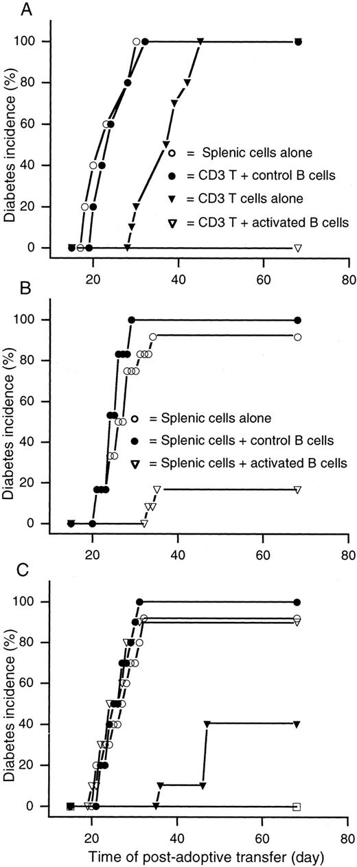 FIGURE 8. Activated B cells prevent the adoptive transfer of T1DM to NOD/scid mice. A, B cells were isolated from 2-wk-old NOD mice and activated by LPS. Activated B cells or control B cells were cotransferred with splenic T cells from newly diabetic NOD mice to NOD/scid mice. Positive control groups received T cells or splenic mononuclear cells only from newly diabetic NOD mice. B, B cells were isolated from 6-to 8-wk-old NOD mice and activated by LPS. Activated B cells, or control B cells, were cotransferred with splenic mononuclear cells from newly diabetic NOD mice to NOD/scid mice. Positive controls received splenic cells only from newly diabetic NOD mice. C, Splenic mononuclear cells from 15-wk-old mice that had been treated with control B cells (•) or activated B cells (▿) were coadoptively transferred with splenic mononuclear cells isolated from newly diabetic NOD mice to NOD/scid mice. Control groups received diabetogenic splenic cells alone (○), splenic mononuclear cells from mice treated with control B cells alone (▾), or activated B cells alone (□). Blood glucose levels were monitored frequently, and animals were considered diabetic after two consecutive blood glucose levels of >13 mmol/L (n = 16 for A, n = 12 for B, and n = 10 for C).