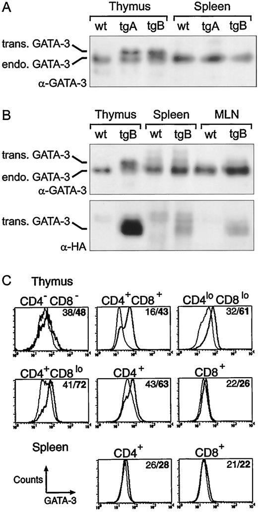 Enforced Expression of GATA3 During T Cell Development Inhibits Maturation of CD8 Single