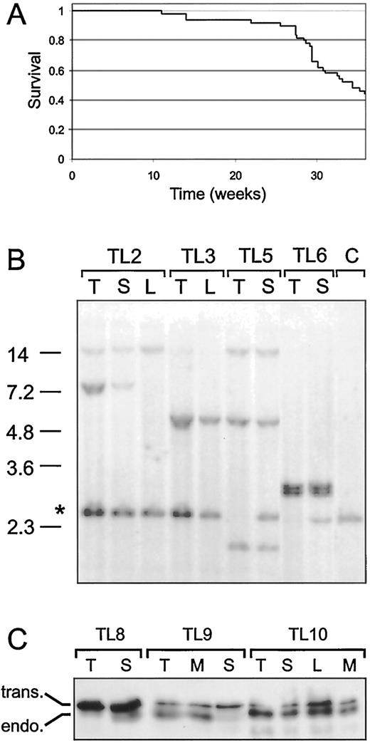 Enforced Expression of GATA3 During T Cell Development Inhibits Maturation of CD8 Single