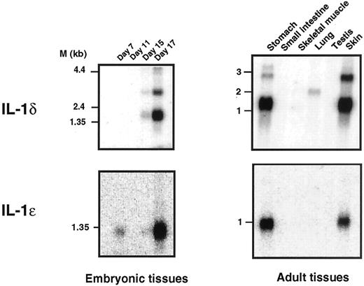 FIGURE 2. IL-1δ and IL-1ε messenger RNA are highly expressed in embryonic tissue and in tissues containing epithelial cells. Northern blot analyses of mouse IL-1δ and IL-1ε messenger RNA expression in embryonic tissues at different days postgestation and in different adult tissues. Multiple tissue blots containing ∼2 μg poly(A)+ RNA per lane were hybridized to the IL-1δ and IL-1ε cDNA probes. Molecular weight RNA sizes in kilobases are indicated. See Materials and Methods for details.