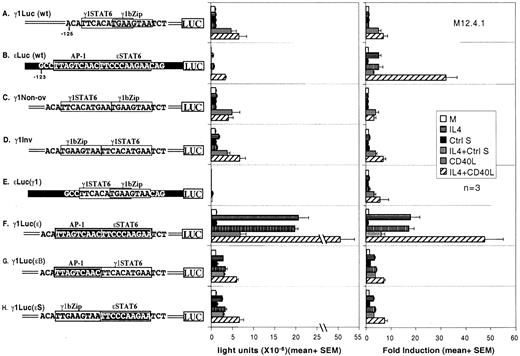 FIGURE 1. The Stat6 and adjacent bZip factor binding sites in the mouse GL γ1 and ε promoters contribute to differential regulation of the two promoters. Left, DNA sequences of the Stat6 and bZip elements in the reporter plasmids containing: A, wild-type sequences from the mouse GL γ1 promoter −148/+202 (γ1Luc wt); B, GL ε promoter −162/+ 53 (εLuc); C, mutant plasmid (γ1Non-ov), generated by inserting nucleotides TGAA after the original TGAA to eliminate the overlap between the Stat6 and bZip sites in the γ1 promoter; D, mutant plasmid γ1Inv inverts the positions of the nonoverlapped Stat6 and bZip sites to resemble their organization in the ε promoter. Plasmid εluc(γ1); E, mutant plasmid εLuc (γ1) contains the ε promoter backbone with the γ1(Stat6 + bZip) elements; F, mutant plasmid γ1Luc (ε) contains the γ1 promoter backbone with the ε(Stat6 + AP-1) sites; G, mutant plasmid γ1Luc(εB) contains the γ1 backbone and Stat6 site along with the ε AP-1 site; H, mutant plasmid γ1Luc(εS) contains the γ1 promoter backbone and bZip element along with the ε Stat6 site. Right, Results of transient transfection assays in which the reporter plasmids were transfected into the mouse B cell line M12.4.1. Transfected cells were aliquoted and cultured for 12 h in medium alone or together with IL-4 (4000 U/ml), CD40L supernatant (25%), control supernatant for CD40L (Ctrl S.), or their combination. Luciferase activity in the transfected cells was assayed and presented as light units (middle), and the ratio of the activities of treated cells relative to untreated cells in each group is calculated as fold induction (right). The means + SEM from three independent experiments are presented.