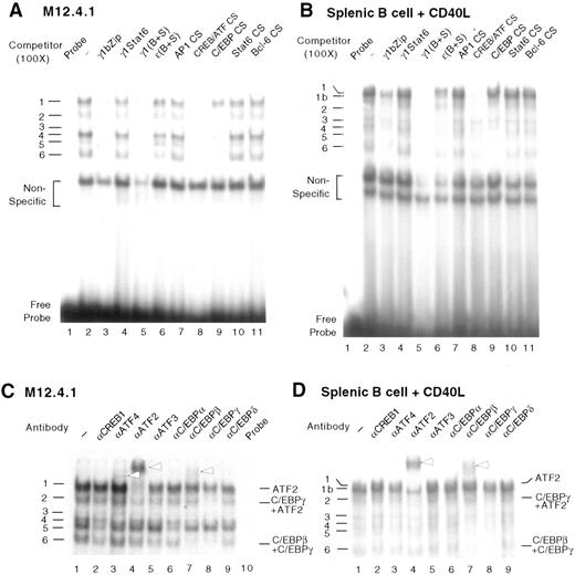 FIGURE 4. Competition and supershift EMSAs demonstrate that the bZip element of the mouse GL γ1 promoter binds ATF/CREB and C/EBP proteins. Nuclear extracts from unstimulated M12.4.1 (A and C) or splenic B cells treated with CD40L for 24 h (B and D) were incubated with 32P-labeled γ1(S+B) probe. Competition EMSAs (A and B) were performed with 100-fold molar excess of the following unlabeled oligonucleotides: lane 3, unlabeled γ1 bZip oligo; lane 4, γ1Stat6 oligo; lane 5, γ1(bZip+Stat6) oligo; lane 6, ε(AP-1 + Stat6) oligo; lane 7, AP-1 CS site; lane 8, CREB/ATF consensus; lane 9, C/EBP consensus; lane 10, Stat6 consensus site; and lane 11, Bcl-6 consensus site. In Ab supershift assays (C and D), 1 μl of the indicated specific Ab was added before addition of the labeled probe. CREB1 Ab also reacts with ATF1. Supershifted complexes are indicated by open arrows. The proteins identified in the complexes are indicated at the right of C and D.