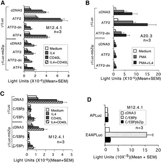 FIGURE 6. Overexpression of ATF2 activates mouse GL γ1 promoter via the bZip site and overexpression of C/EBPβ or C/EBPγ inhibit the promoter, but not via the bZip site. M12.4.1 (A) or A20.3 (B) cells were cotransfected with expression plasmids for ATF2, dominant-negative ATF2, or ATF4, as indicated (4 μg), and the luciferase reporter plasmid γ1Luc containing the wild-type or mbZip mouse GL γ1 promoters. Aliquots of the transfected cells were cultured with medium alone or treated with the indicated inducers for 12 h. Luciferase activity was normalized to β-gal activity. C, Reporter plasmids containing wild-type or mbZip γ1 promoters were transfected into M12.4.1 cells along with 4 μg of each of the expression plasmids for C/EBPβ, C/EBPγ or empty expression vector. Aliquots of transfected cells were treated as indicated. Mean light units normalized to β-gal activity plus SEMs from three transfection experiments are presented. Results presented are the means of the ratios of luciferase activity (normalized to β-gal) from cells cotransfected with expression plasmid for C/EBPβ to activity from cells transfected with empty vector pcDNA3. D, M12.4.1 B cells were transfected with expression plasmids for C/EBPβ or the empty vector pcDNA3 (8 μg for each), along with the luciferase reporter plasmid E4APLuc containing four copies of the IgH enhancer μE1 C/EBP binding site or with the empty reporter plasmid APLuc as indicated (42 ).