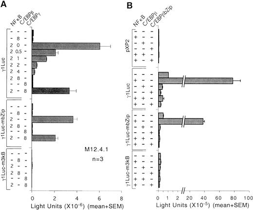 FIGURE 8. Cotransfection of expression plasmids for C/EBPβ, C/EBPβbZip, C/EBPγ, and NF-κB demonstrate that C/EBPβ inhibits activation of the GL γ1 promoter by NF-κB. A, Indicated amounts (μg) of expression plasmids for C/EBPβ, C/EBPγ, and NF-κB (1 μg each of p50 and RelA), along with the control plasmid pPGKgal, were cotransfected with the wild-type or mutated GL γ1 reporter plasmids or empty (pXP2) reporter into M12.4.1 cells. The total amount of DNA in each transfection was kept constant by addition of pcDNA3. Transfected cells were cultured for 12 h without addition of any activators before harvesting. Data are from three dependent transfections and expressed as light units after normalization to the activity of β-gal. B, Forty micrograms of expression plasmids for C/EBPβ and C/EBPβbZip and 2 μg of NF-κB(p50/RelA) (1 μg for each), as well as control reporter plasmid pPGK-gal, were cotransfected with the indicated reporter plasmids and assayed as in A.