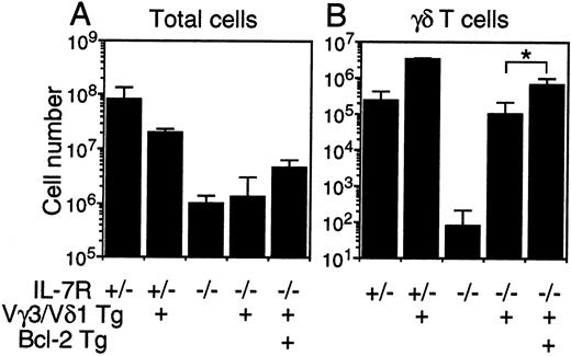 FIGURE 3. Numbers of total and γδ T cells in the thymus of IL-7Rα-deficient mice with the Vγ3/Vδ1 TCR and a Bcl-2 transgenes. Numbers of total (A) and γδ T (B) cells were counted in the thymus from IL-7Rα+/−, TCR-Tg+IL-7Rα+/−, IL-7Rα−/−, TCR-Tg+IL-7Rα−/−, and Bcl-2-Tg+TCR-Tg+IL-7Rα−/− 8- to 10-wk-old mice. The mean ± SE is calculated from three to four mice. The numbers of γδ T cells were calculated from the total cell numbers and the percentage of γδ T cells in each mouse. ∗, The Student’s t test for unpaired data was used to compare the values between two groups, and the difference was not significant (p = 0.069).