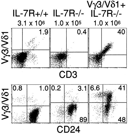 FIGURE 4. Introduction of the Vγ3/Vδ1 TCR transgene restores γδ T cells in the fetal thymus of IL-7Rα-deficient mice. E17 fetal thymocytes were isolated from IL-7Rα+/+, IL-7Rα−/−, and Vγ3/Vδ1 TCR-Tg+IL-7Rα−/− mice. Cells were stained with either FITC-anti-Vγ3/Vδ1 TCR and PE-anti-CD3 or FITC-anti-CD24 and biotin-anti-Vγ3/Vδ1 TCR Abs, followed by PE-streptavidin. The percentages of cells for a given phenotype are shown. The data are representative of three to four E17 fetuses of each genotype. The cell numbers recovered from each mouse are shown above each panel.