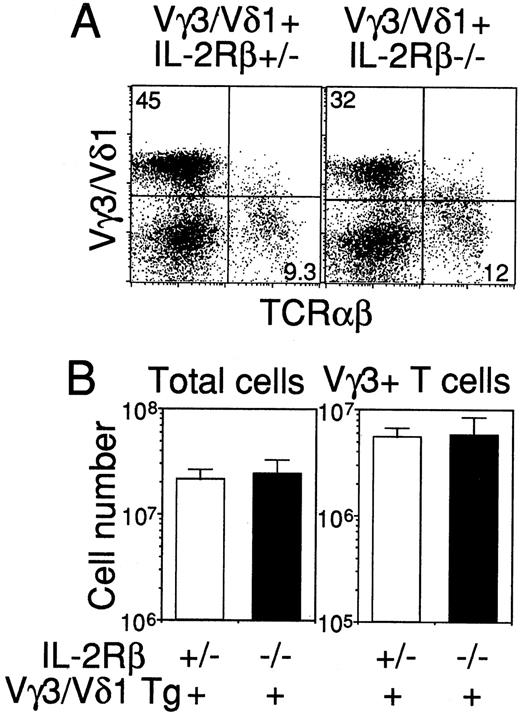 FIGURE 7. Tg γδ T cell development is not blocked in the adult thymus of IL-2Rβ-deficient mice. A, Thymocytes were isolated from Vγ3/Vδ1 TCR-Tg+IL-2Rβ+/− and Vγ3/Vδ1 TCR-Tg+IL-2Rβ−/− mice and stained with FITC-anti-TCRαβ and PE-anti-Vγ3/Vδ1 TCR Abs. The percentages of cells for a given phenotype are shown. The data are representative of four mice of each genotype (5-wk-old littermates). B, Numbers of total and Vγ3+ T cells were counted in the thymus from Vγ3/Vδ1 TCR-Tg+IL-2Rβ+/− and Vγ3/Vδ1 TCR-Tg+IL-2Rβ−/− 5-wk-old mice. The mean ± SE is calculated from four mice. The numbers of Vγ3+ T cells were calculated from the total cell numbers and the percentage of Vγ3+ cells in each mouse.