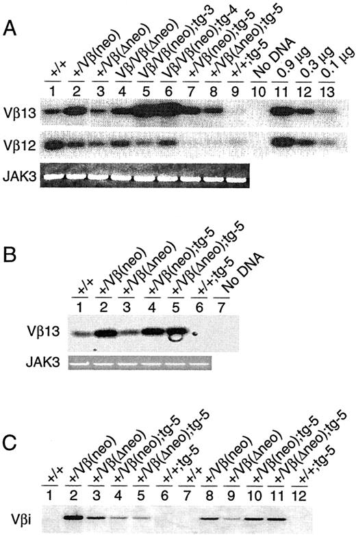 FIGURE 3. PCR assays for Vβ rearrangements. A, Comparison of the levels of Vβ to Dβ1Jβ1.1 rearrangements among various types of mice. PCR products representing Vβ13 or Vβ12 to Dβ1Jβ1.1 rearrangements were detected with a Vβ13 or a Vβ12 cDNA probe, respectively. Lanes 11–13 are PCR using 0.9, 0.3, and 0.1 μg, respectively, of input DNA from +/Vβ(neo) mice to show the linearity of the PCR. PCR amplification of JAK3 shows the relative amount and quality of DNA for each sample. For germline mutant mice, either with or without the TCRβ transgene (lanes 1–3 and 7–9), similar results were obtained from at least two independent mice assayed in two different PCR. For chimeric transgenic mice (lanes 4–6), similar results were obtained from two independent PCR. B, PCR analysis of Vβ13 to Dβ1Jβ1.1 rearrangements in thymic DNA of various types of mice. C, PCR analysis of Vβi to Dβ1Jβ1.1 rearrangements in thymic (lanes 7–12) and lymph node (lanes 1–6) DNA of various types of mice.
