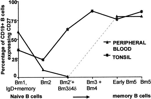 FIGURE 4. Percentage of CD27+ cells in the Bm1–Bm5 population. The dot line between Bm2′ + Bm3δ4δ and early Bm5 indicates that no Bm3- or Bm4-like cells were found in PB.