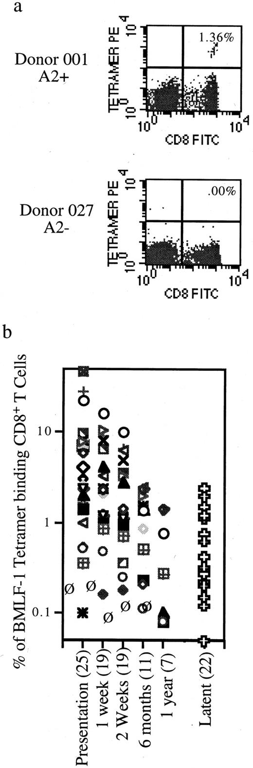 FIGURE 4. a, HLA class I tetramer analysis using the A2BMLF-1 on two EBV seropositive donors. Percentages of tetramer-binding T cells are expressed as a percentage of total CD8 T cells. b, Percent of A2 BMLF-1-specific CD8 T cells over time after acute EBV infection. For presentation through 1 yr, each symbol represents the same individual. n values for each time point are in parentheses. EBV-seropositive donors at least 10 yr from acute EBV infection are designated latent.
