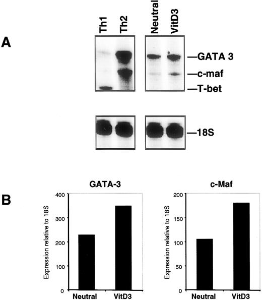 FIGURE 5. VitD3 up-regulates the expression of GATA-3 and c-maf in developing Th cells. A, RNase protection assay for GATA-3, c-maf, T-bet, and 18s transcripts was performed using total cellular RNA of CD4+Mel14+ cells stimulated in the presence or absence of vitD3. RNA from cells cultured at Th1 (IL-12, anti-IL-4) or Th2 (IL-4, anti-IL-12, anti-IFN-γ) priming conditions are included as positive controls. B, Expression of GATA-3 and c-maf as determined by densitometry. Values are expressed in arbitrary units relative to the 18s signal. Values are representative of two independent experiments.