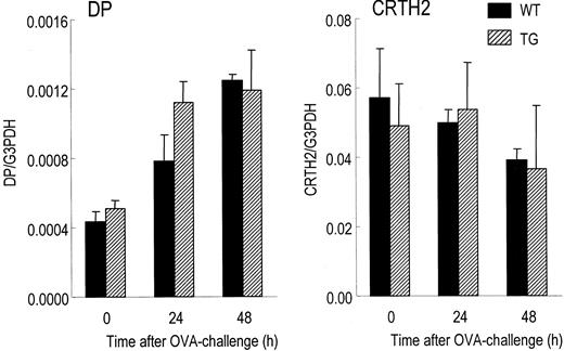 FIGURE 5. Levels of mRNA for DP and CRTH2 receptors in the lungs of WT and TG mice after OVA challenge.