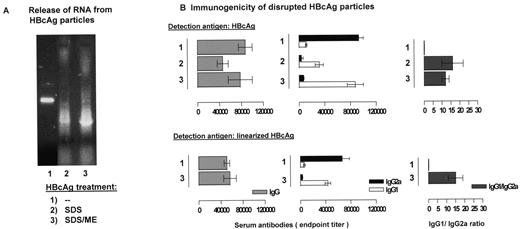 FIGURE 5. Immunogenicity of denatured (linearized) HBcAg devoid of RNA. A, HBcAg particles (6 μg) were either not treated (lane 1), treated for 30 min at 56°C with SDS (lane 2), or treated for 30 min at 56°C with SDS plus 2-ME (lane 3). The nucleotide content was analyzed using agarose gel electrophoresis followed by ethidium bromide staining. B, BALB/c mice were immunized i.m. with 2 μg (1) native, (2) SDS-treated, or (3) SDS/2-ME-treated (linearized) HBcAg. Mean titers of specific IgG, IgG1, or IgG2a serum Abs were determined 8 wk postimmunization using as detection Ags either native HBcAg particles (upper panel), or SDS/2-ME-treated denatured HBcAg (lower panel). Mean serum Ab titers and their mean IgG1-IgG2a ratios of three mice per group are shown.