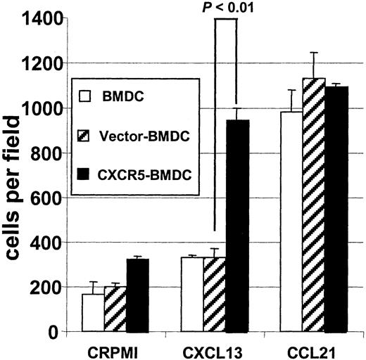 FIGURE 3. CXCR5-BMDC migrate in response to CXCL13 in vitro. Nontransduced BMDC, vector-BMDC, and CXCR5-BMDC were used in microchemotaxis assays with 100 ng/ml recombinant murine CXCL13 and CCL21 as chemoattractants. Results represent one of at least three experiments with similar results and are shown as mean cells per field ± SD averaged from three fields per treatment condition.