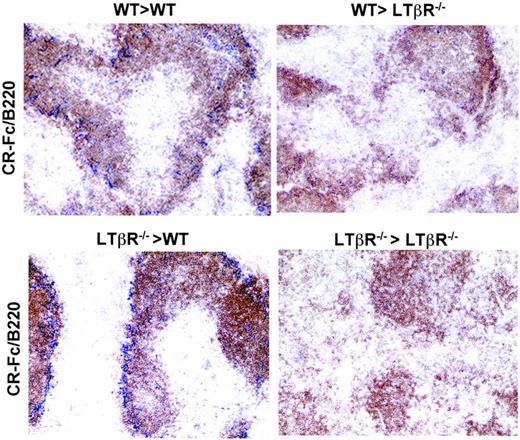 FIGURE 4. LTβR on stromal cells is require for the localization of CR-Fc+ DCs. Wild-type mice that received BM from wild-type mice (WT>WT) showed normal staining of CR-Fc+ DCs. CR-Fc+ DCs in the spleens of wild-type mice reconstituted with LTβR−/− BM (LTβR−/−>WT) remained normal. CR-Fc+ DCs did not recover in the spleens of LTβR−/− mice reconstituted with wild-type (WT>LTβR−/−) or LTβR−/− BM (LTβR−/−>LTβR−/−).