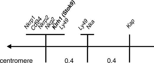 FIGURE 6. Linkage map of the NKC on the telomeric part of rat chromosome 4. The Klrh1 (Stok9) gene was localized to the centromeric part of the NKC, together with Nkrp1, Nkrp2, Nkg2, Cd94, and some Ly49 loci, but distinct from Nka and telomeric Ly49 loci. Distance is shown in centiMorgans.