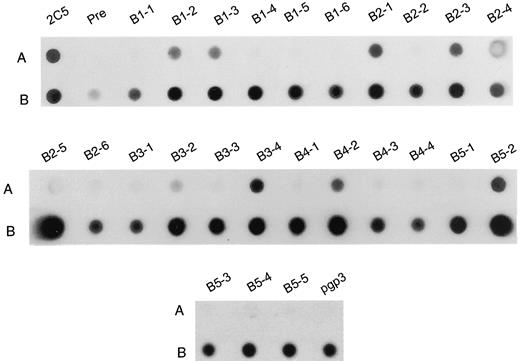 FIGURE 4. Specificity and surface reactivity of PorB peptide antisera as determined by dot-blot analysis. Peptide-specific antisera were used to probe viable (A) or SDS-treated (B) chlamydial EBs immobilized on a nitrocellulose membrane. Peptide antisera and preimmune negative control sera were tested at a 1/100 dilution. The Pgp3-specific control antisera were used at a 1/500 dilution, and the positive control mAb to MOMP, 2C5, was tested at a 1/2000 dilution.