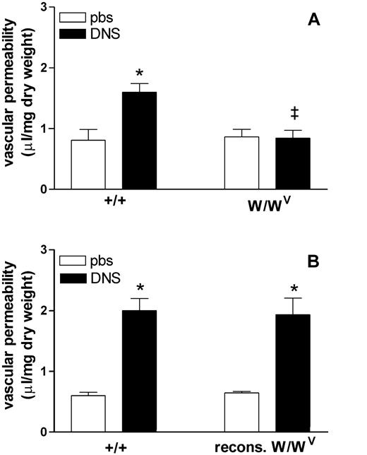 FIGURE 4. Effect of a DNS challenge or PBS challenge in DNFB-sensitized and single DNS challenge WBB6F1-W/WV and WBB6F1-+/+ mice before (A) and after (B) reconstitution with cultured BMMCs. Data are expressed as mean ± SEM for n = 6–8 animals per group. ∗, p < 0.01 as compared with PBS-challenged animals; ‡, p < 0.01 as compared with control Ab-treated mice (ANOVA and Bonferonni test).