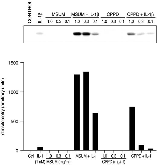 FIGURE 4. Effect of combination of MSUM or CPPD microcrystals with IL-1 on COX-2 protein expression by human OB. Confluent hOB were pretreated with 1 nM IL-1 for 15 min at 37°C before adding MSUM or CPPD (both at 1, 0.3, or 0.1 mg/ml) for 3 h at 37°C. Total proteins were prepared, and immunoblots were conducted to determine the expression of COX-2 protein. Results are from one experiment representative of three separate experiments performed on hOB from different donors.