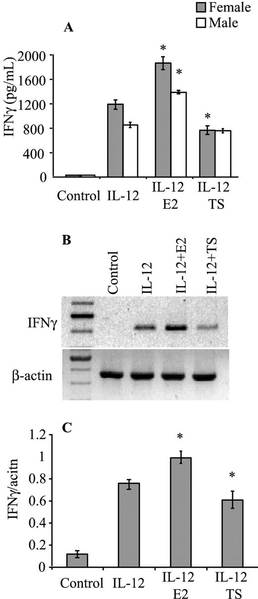 FIGURE 5. IL-12-induced IFN-γ production in CD4+ T cells of NOD mice treated with E2 or TS. CD4+ T cells (2.5 × 106 cells/ml) were activated with Con A and rested in serum-free medium, followed by incubation in E2 (25 ng/ml) or TS (25 ng/ml) and activation with IL-12 (20 ng/ml) for 48 h. As controls, cells either were activated with IL-12 without prior incubation in E2 or TS (IL-12) or were not treated with steroids and IL-12 (Control). The production of IFN-γ from T cells from female and male NOD mice was measured by ELISA (A). The expression of IFN-γ mRNA by CD4+ T cells was analyzed by RT-PCR (B), and the amplified PCR product was normalized against the β-actin PCR product (C) (only data from female mice shown). Representative gel pictures (B) or mean ± SD (A and C) of three independent experiments are shown. ∗, p < 0.01, compared with IL-12-treated control cells.