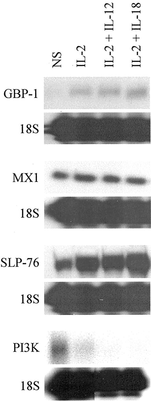 FIGURE 2. Single-probe RPA analysis of mRNA expression in NK cells. All probes were in vitro synthesized from gene specific sequences and gel purified before hybridization. The RPAs were performed according to manufacturer specifications using a RPA II kit (Ambion). The gels were exposed to film for a minimum of 24 h; however, exposure times varied for individual RPAs and depended on the strength of the signal of the target genes. The data are representative of two independent experiments.
