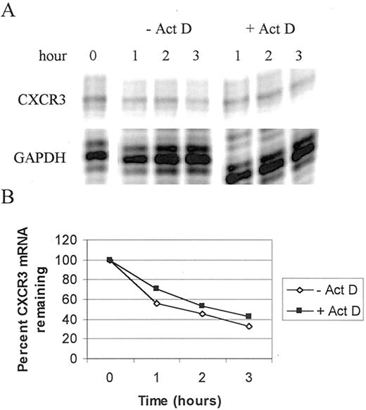 FIGURE 8. Half-life of CXCR3 mRNA in IL-2 plus IL-12-treated NK92 cells. A, NK92 cells were rested overnight without IL-2 and IL-15 and then treated with IL-2 (100 U/ml), IL-12 (10 U/ml) ± actinomycin D (5 μg/ml) for the times indicated. Total mRNA was isolated from the cells and a multiprobe RPA analysis was performed with a hCR-6 probe set. GAPDH was included as an internal control for sample-to-sample variation. The gel was exposed to a PhosphorImager screen for 24 h. B, Graphical representation of the quantitation performed by ImageQuant analysis of the image shown in A. The amount of CXCR3 mRNA at time 0 was arbitrarily set to 100%. The experiment is one of three separate assays, all with similar results.