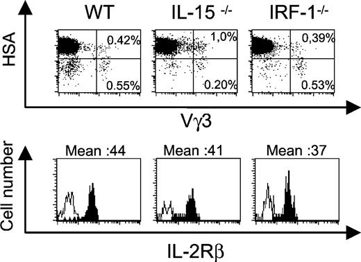 FIGURE 1. IL-15−/− mice have moderate reduced numbers of mature fetal Vγ3 thymocytes, whereas IRF-1−/− mice have normal numbers. Thymocyte cell suspensions were freshly prepared from FD17 fetuses. Cells were labeled with FITC-conjugated anti-IL-2Rβ mAb, PE-conjugated anti-Vγ3 mAb, and biotinylated anti-HSA mAb (second-step streptavidin-allophycocyanin). Propidium iodide was added just before FCA. Gating was done on propidium iodide-negative cells (dot plots) or on propidium iodide-negative, Vγ3+HSAlow cells (histograms). The open histograms represent background staining; the filled histograms represent staining by the indicated mAb. Results are representative of more than three experiments.