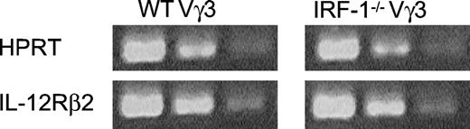FIGURE 9. Comparable expression levels of IL-12R mRNA in WT and IRF-1−/− Vγ3 cells. FD17 thymocytes were cultured in the presence of 50 ng/ml rIL-15 for 4 days. Vγ3 cells were sorted to a purity of ≥99.7%. cDNA was prepared and semiquantitative RT-PCR for HPRT and IL-12Rβ2 was performed.