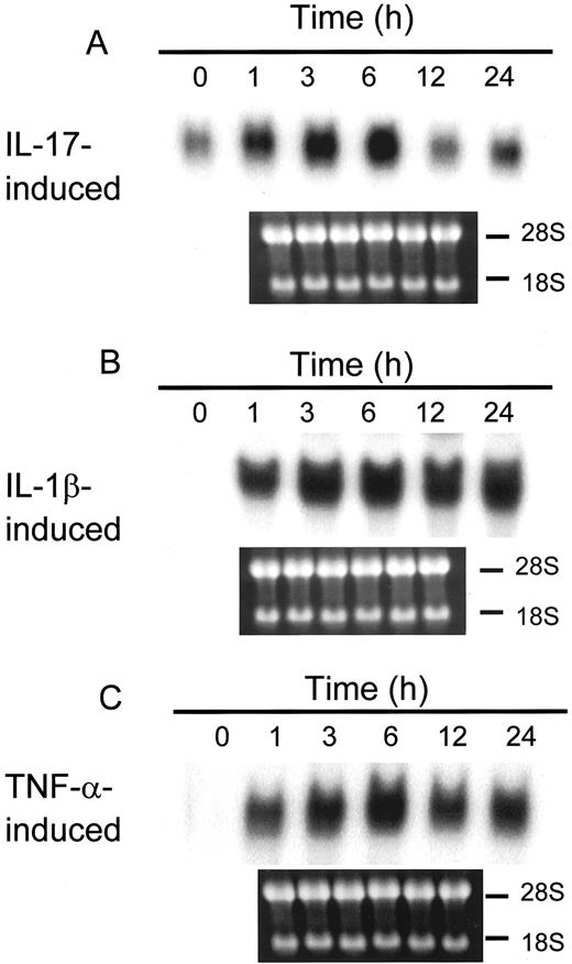 FIGURE 2. Kinetics of IL-17-, IL-1β-, or TNF-α-induced IL-6 mRNA expression in pancreatic periacinar myofibroblasts. The cells were stimulated with IL-17 (200 ng/ml), IL-1β (10 ng/ml), or TNF-α (100 ng/ml), and the abundance of IL-6 mRNA was sequentially determined by Northern blotting. Lower panels, Ribosomal RNA stained by ethidium bromide. Prolonged exposure time was required to get the result of IL-17.