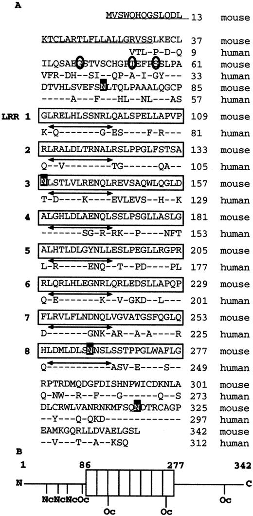 FIGURE 2. Deduced LRHG amino acid sequence. A, Alignment of deduced amino acid sequence of LRHG and human leucine-rich α2-glycoprotein. The identical amino acid residues are shown by a bar. The predicted signal peptide sequence is underlined. Putative N-glycosylation sites are in black boxes, and putative O-glycosylation sites are in circles. The LRR domains are in boxes and conserved β sheets in the LRR domains are indicated by arrows. B, Schematic illustration of the LRHG protein. The boxes represent the LRR domains. LRHG has eight LRRs. The numbers indicate the positions of amino acid residues. Nc, putative N-glycosylation site; Oc, putative O-glycosylation site. The nucleotide sequence has been submitted to the EMBL Data Library/GenBank/DDBJ databases with the accession number AB055885.