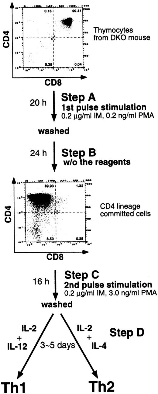 FIGURE 1. A schematic representation of the in vitro thymocyte differentiation system, in which CD4+CD8+ thymocytes differentiate into CD4+CD8− T cells and subsequently into Th1 or Th2 cells. DKO mouse thymocytes were stimulated with 0.2 μg/ml ionomycin (IM) and 0.2 ng/ml PMA for 20 h (step A), washed, and cultured without the reagents for 24 h (step B). The cells became CD4+CD8low/− and committed to the CD4 T cell lineage. These cells were further stimulated with 0.2 μg/ml ionomycin and 3 ng/ml PMA for 16 h (step C), washed, and incubated for 3–5 days with IL-2 in the presence or absence of IL-12 or IL-4 to induce functional differentiation into Th1 or Th2, respectively (step D). In some experiments, both IL-12 and IL-4 were added to induce both Th1 and Th2.