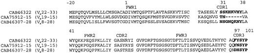FIGURE 4. The derived amino acid sequences for the germline Vκ22–33 (GenBank accession no. CAB46322), Vκ19–15 (GenBank accession no. CAA75915-15), and Vκ8–28 (GenBank accession no. CAB46307-28) genes were aligned using Align X, a component of the Vector NTI suite. The framework regions (FWR) and CDR are indicated and separated by spaces between them. The exposed loop generated by CDR1 and the string of residues forming the ring around PC in the PC binding pocket are in bold and are illustrated in Fig. 5. Using the Vκ22–33 sequence as a template (which is the same length as the Vκ8–28 sequence), residues are numbered to be consistent with those in the molecular model presented in Fig. 5. Therefore, the Asp acid 3′ of the leader sequence is numbered residue 1.
