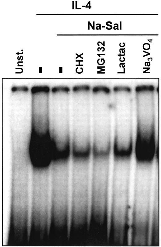 FIGURE 2. Phosphatase inhibitors partially block the effect of salicylates. M12 cells were stimulated with IL-4 for 10 min. Afterward, NaSal (20 mM) was added alone or together with cycloheximide (CHX; 20 μM), MG132 (30 μM), lactacystin (10 μM), or Na3VO4 (1 mM) for 1 h. Afterward, STAT6 DNA-binding activity was analyzed by EMSA.