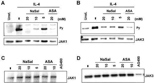 FIGURE 5. Salicylates inhibit in vivo, but not in vitro, JAK1 and JAK3. A and B, M12 cells were incubated with NaSal and ASA for 1 h before stimulation with IL-4 for 5 min. Cell lysates were treated with anti-JAK1 (A) or anti-JAK3 Abs (B) followed by protein G-agarose. Precipitates were separated by SDS-PAGE and were immunoblotted with an antiphosphotyrosine Ab to detect tyrosine-phosphorylated kinases (Py, upper blots). Membranes were stripped and reprobed with anti-JAK1 (A) or anti-JAK3 Abs (B; lower blots). C and D, M12 cell extracts were precipitated with anti-JAK1 (C) or anti-JAK3 (D). Precipitates were then incubated with nothing or the indicated amount of NaSal, ASA, or AG490 (50 μM) for 20 min. The kinase activity of precipitates was then analyzed by autophosphorylation using radioactive ATP.