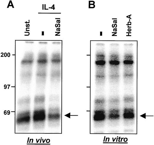 FIGURE 6. Salicylates inhibit an Src kinase involved in STAT6 activation. A, M12 cells were treated or not with 20 mM of NaSal before stimulation with IL-4. Cell extracts were incubated with src2, an anti-Src Ab, and were precipitated with protein G-agarose. The kinase activity of the precipitates was analyzed as in Fig. 5. B, Src2 precipitates were prepared from M12 cells and were incubated with nothing, NaSal (20 mM), or herbimicyn A (10 μM). Kinase activity was analyzed as above.