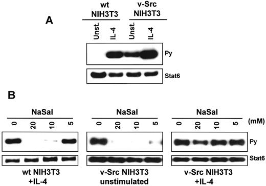 FIGURE 7. V-Src expression promotes STAT6 activation. A, STAT6 phosphorylation was analyzed in cell extracts obtained from wild-type or v-Src-expressing NIH3T3 cells stimulated or not with IL-4 (10 ng/ml). B, STAT6 phosphorylation was analyzed in wild-type NIH3T3 cells pretreated with NaSal before IL-4 stimulation (left), V-Src NIH3T3 cells cultured with NaSal without cytokine treatment (center), and V-Src NIH3T3 pretreated with NaSal and then stimulated with IL-4 (right). Culture conditions are the same as in Fig. 3A. The time of exposure in B was not the same in each sample. Upper panels, antiphosphotyrosine blots (Py). Lower panels, same membrane blotted with anti-STAT6 Ab (Stat6).