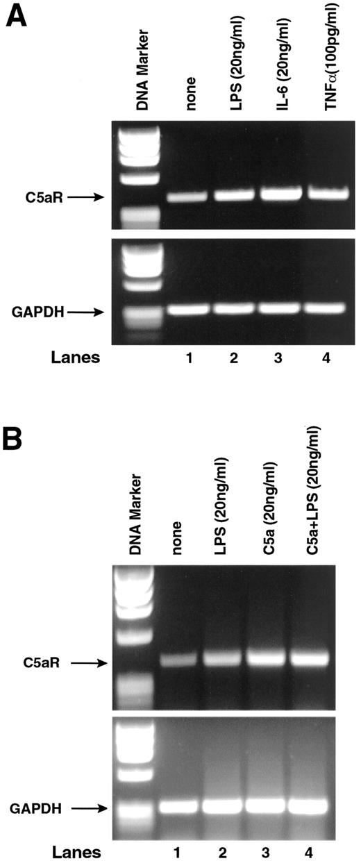 FIGURE 4. RT-PCR analysis of C5aR mRNA in RAEC. RNA was isolated from cell-confluent culture dishes (100 mm). A, RAEC were stimulated with LPS (20 ng/ml), IL-6 (20 ng/ml), or TNF-α (100 pg/ml) for 6 h at 37°C. The lower bands demonstrate equal loading as defined by content of GAPDH mRNA. Right hand frames indicate densitometry of C5aR mRNA under various conditions. B, Changes in mRNA for C5aR in RAEC after exposure to C5a (20 ng/ml), LPS (20 ng/ml), and C5a + LPS (20 ng/ml each). Loading conditions are shown in the lower part of B. The data are representative of at least three separate and independent experiments.