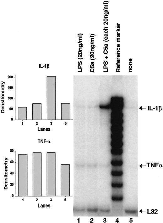 FIGURE 7. RPA using total RNA isolated from RAEC stimulated with C5a, LPS, or C5a + LPS (each 20 ng/ml) for 6 h at 37°C. L32 content was used to demonstrate equal loading conditions. Densitometry analysis demonstrates the synergistic effects of C5a and LPS on IL-1β mRNA production in RAEC. The assay is representative for two separate and independent experiments.