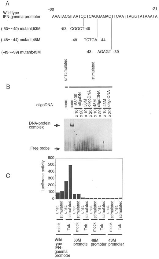 FIGURE 4. Mutations of the Txk binding site of the IFN-γ promoter/enhancer region render the promoter/enhancer unresponsive to Txk transfection. A, Sequences and position of the mutant IFN-γ promoters used in this study. Three 20-bp mutant oligoDNA (−56 to −36) that were used in the gel shift assay and the mutant promoter plasmids were shown. B, Mutational analysis of the Txk binding site. Nuclear extract from the Txk-transfected T cells stimulated with PHA for 1 h was incubated with the digoxigenin-labeled wild-type (−56 to −36) probe in the presence of 10- or 20-fold molar excess of the indicated unlabeled oligoDNA. The binding was completely abolished by the three mutant oligoDNA, indicating that −53 to −49, −48 to −44, and −43 to −39 are necessary for Txk to bind the region. C, Luciferase assay of the mutant IFN-γ promoters. Site-directed mutagenesis was used to introduce exactly the same mutations (53 M, 48 M, and 43 M) into the pIFN-γ promoter −208 plus luciferase plasmid. The resulting constructs were transfected separately into the Jurkat cells, which were cotransfected with pRSV-CAT and Txk expression vector (pME-18S-Txk), or empty vector (pME-18S). After 40 h, the cells were treated with PHA or kept unstimulated. After 8-h stimulation, the cells were harvested, and the luciferase activity and CAT activities were measured. The results shown are representative of five independent experiments with similar results.