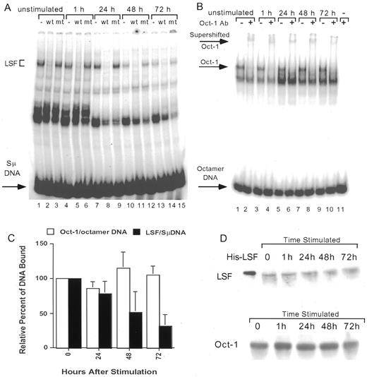 FIGURE 2. DNA-binding activity of LSF decreases upon stimulation of splenic cells to undergo Ig class switching. A, LSF binding to the human Sμ-like DNA in extracts from splenic cells stimulated with LPS and DxS for increasing amounts of time. Competitor DNAs added: LSF-280 (lanes 2, 5, 8, 11, and 14) or mutant LSF-280 (lanes 3, 6, 9, 12, and 15). Positions of LSF/Sμ DNA complexes and unbound DNA are indicated as in Fig. 1. B, EMSA of octamer-binding proteins in the same extracts used in A. Oct-1 binding specificity was identified by supershifting with Oct-1 specific Ab (lanes 2, 4, 6, 8, and 10). Lane 11 contains Oct-1 Ab with no extract. C, Quantitation of the relative DNA-binding activities of LSF and Oct-1 in extracts from splenic cells stimulated with LPS and DxS for various amounts of time. Each data point represents the average of four experiments from independently isolated sets of spleens (or three, for the 24 h time point), e.g. as shown in A or B. The percentage of DNA bound in the specific complex for each sample was first determined by comparing the bound vs the total amount of radioactive DNA in the lane. These values were then normalized to the percentage of bound DNA in LSF/Sμ DNA or Oct-1/octamer DNA complexes in the unstimulated extracts to obtain the relative percentage of DNA bound. Error bars represent SD. Solid bars: LSF-containing Sμ-binding activity. Open bars: Oct-1-binding activity. D, Western analysis demonstrating that LSF and Oct-1 protein levels remain unchanged in extracts from splenic cells stimulated to undergo class switching. The same extracts were used as in A and B. The first lane in the upper panel contains 12 ng of His-LSF. The LSF blot (upper panel) was reprobed with Oct-1 specific Ab (lower panel). The blot shown is representative of four such experiments.