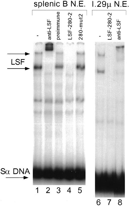 FIGURE 3. Characterization of LSF binding to the Sα consensus repeat. Lanes 1–5 contained nuclear extracts from BALB/c splenic B cells; lanes 6–8 contained nuclear extracts from I.29 μ cells and are from a separate EMSA. LSF DNA-binding specificity was demonstrated by supershifting with rabbit α-pepLSF1-1 antiserum (anti-LSF; lanes 2 and 8) but not preimmune serum (lane 3), and by competing with LSF-280-2 DNA (lanes 4 and 7), but not with mutated LSF-280 oligo (280-mut2; lane 5). Positions of the two LSF/Sα DNA complexes (LSF) are indicated by arrows to the left side of the panel. Unbound DNA (Sα DNA) is also indicated.