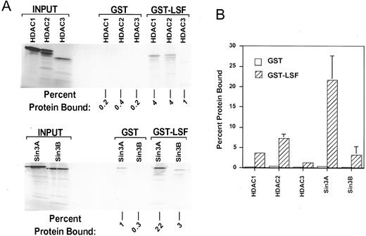 FIGURE 7. LSF interacts with HDACs 1 and 2, and with the corepressor Sin3A. A, Representative autoradiograms following SDS-PAGE of radiolabeled in vitro-translated HDAC1, 2, and 3 (upper panel) and Sin3A and Sin3B proteins (lower panel). Both the input proteins and the proteins bound by GST and by GST-LSF are shown. The doublet of HDAC2 was previously observed following synthesis in vitro with this construct (63 ). Quantitation of the percentage of input protein bound is presented below each relevant lane. B, Quantitation of the binding of HDACs and Sin3 proteins to GST-LSF and GST. Open bars represent the percentage of protein bound to GST and hatched bars represent the percentage of protein bound to GST-LSF. The numbers are averaged from three independent experiments. Error bars represent SD and were performed for all data points.