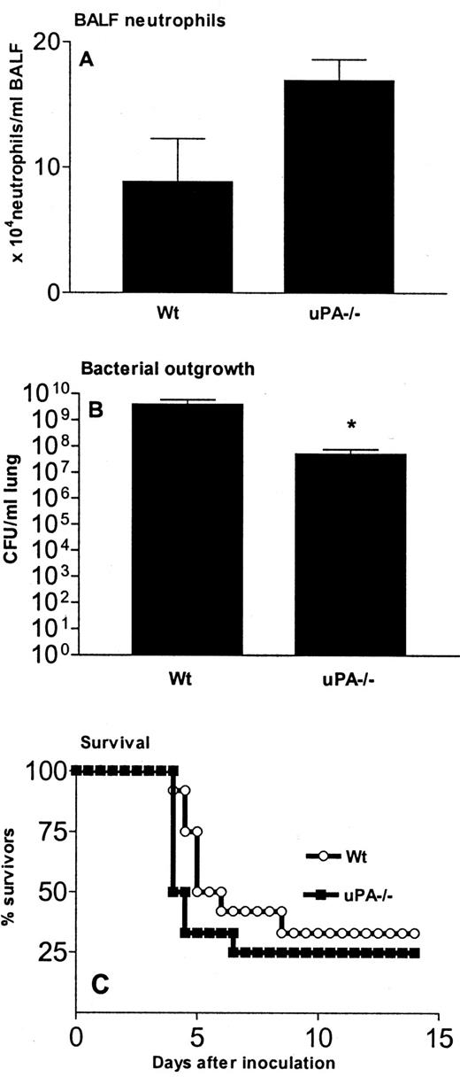 FIGURE 5. uPA-deficient mice. A, Granulocytic influx (mean ± SEM) in BALF 48 h after intranasal inoculation of 105 CFU S. pneumoniae in Wt and uPA−/− mice (n = 6 per group). B, Bacterial outgrowth. Data are mean ± SEM S. pneumoniae CFU in lungs of Wt and uPA−/− mice 48 h after inoculation (n = 9 per group per time point). ∗, p < 0.05 vs Wt mice. C, Survival after intranasal inoculation in Wt (○) and uPA−/− mice (▪). Mortality was assessed twice daily for 10 days (n = 12 per group).