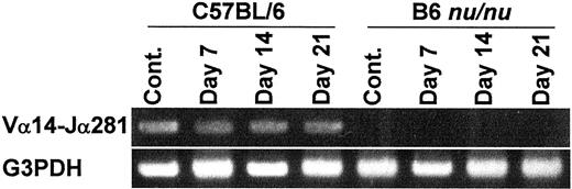 FIGURE 3. No expansion of Vα14Jα281+ NKT cells during malarial infection. To confirm that CD4+ NKT cells did not expand after malarial infection, RT-PCR method was applied to detect Vα14Jα281 mRNA. Total RNA was extracted from liver lymphocytes of B6 and B6-nu/nu mice before (Cont.) and after the infection (days 7, 14, and 21).